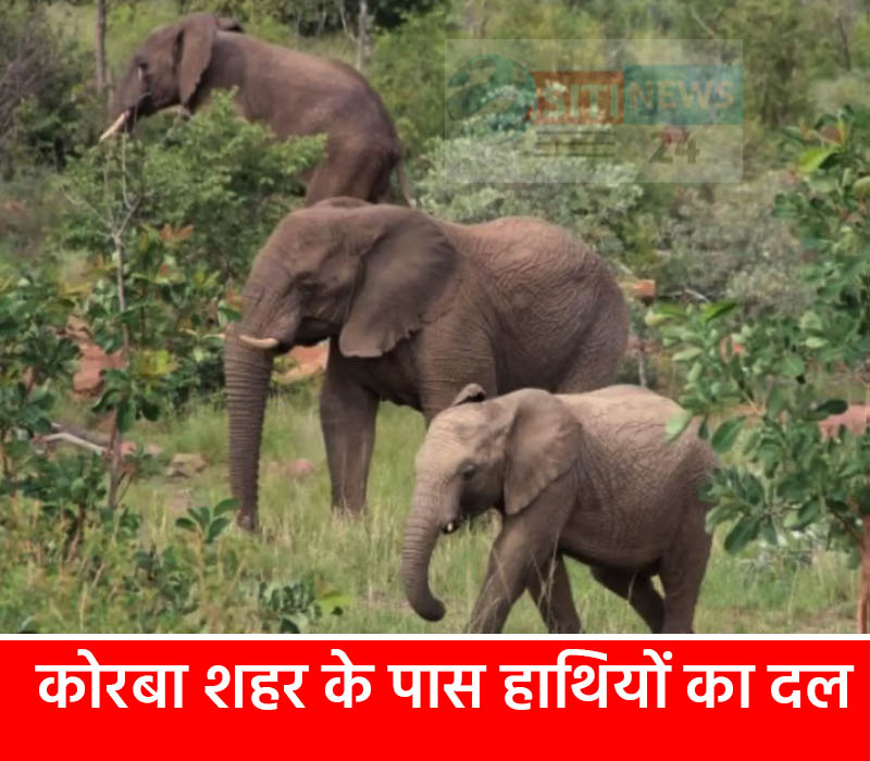 Korba: शहर के नजदीक में देखने को मिल रहा, हाथियों का दल…