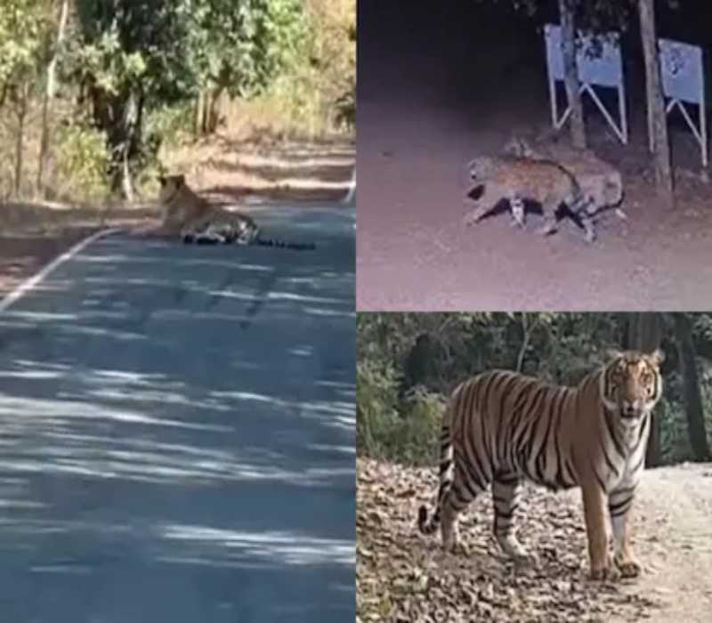 मध्य प्रदेश के सतना जिले के चित्रकूट क्षेत्र के जंगलों और गांव में घूम रहे हैं दर्जनों बाघ…